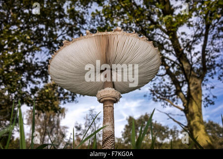 Parasol mushroom (Macrolepiota procera / Lepiota procera) worm's eye view showing underside of cap with gills Stock Photo