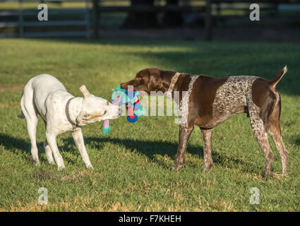 Two dogs tug with toy in grass yard Stock Photo