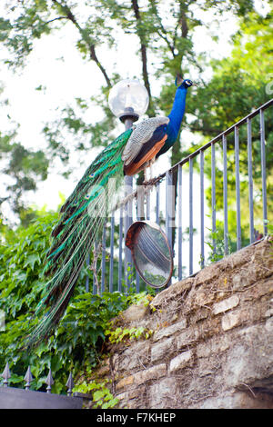 Male Indian Peafowl on a railing Stock Photo