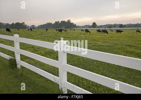 White picket fence and grazing cattle in green grass outside of Jamestown Settlement, Virginia Stock Photo