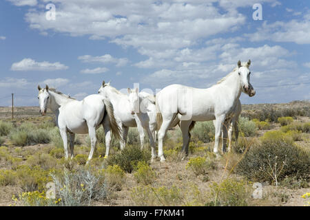 Family of five white horses in desert area on Route 162 between Montezuma Creek and Aneth, Utah Stock Photo