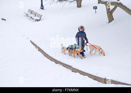 Woman walks dogs in snow in Boston Commons, Boston, Ma., New England, USA Stock Photo