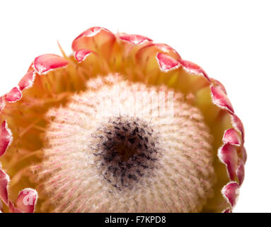 Pink protea flower isolated on white background Stock Photo