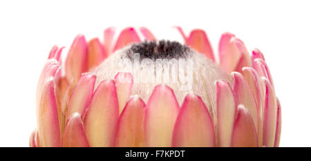 Pink protea flower isolated on white background Stock Photo