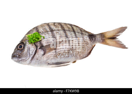 Raw Tilapia studio macro shoot Stock Photo