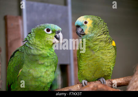 A Blue Crowned Mealy Amazon Parrot (Amazona farinosa) and Blue Fronted Amazon (Amazona aestiva) parrot sitting on a branch in an aviary. Both of these birds are native to South America. Stock Photo