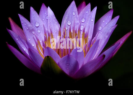 Water lily against dark background Stock Photo
