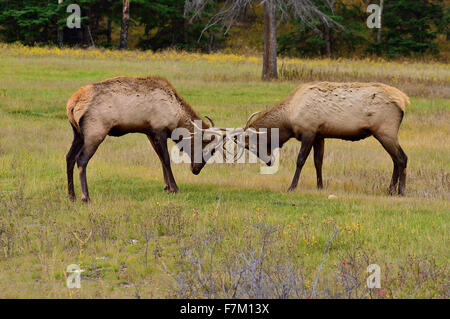 Two bull elk  Cervus elaphus; pushing and shoving each other Stock Photo
