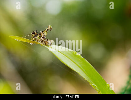 yellow and black praying mantis Stock Photo