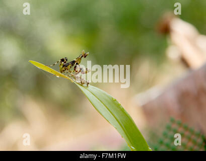 yellow and black praying mantis Stock Photo