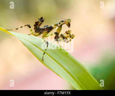 yellow and black praying mantis Stock Photo