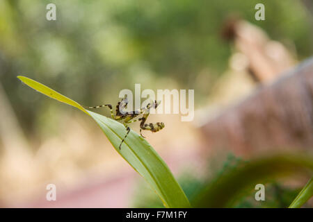 yellow and black praying mantis Stock Photo