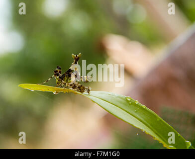 yellow and black praying mantis Stock Photo