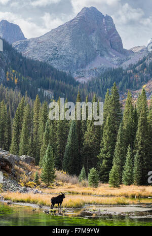 Moose at a beaver pond in Colorado's Weminuche Wilderness. Stock Photo