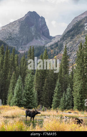 Moose at a beaver pond below Arrow Peak in Colorado's Weminuche Wilderness. Stock Photo