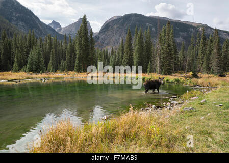 Moose at a beaver pond in Colorado's Weminuche Wilderness. Stock Photo