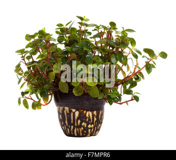 Peperomia obtusifolia in  pot. Isolated on white background