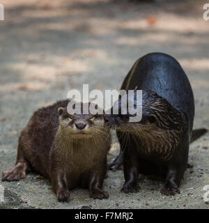 two kissing eurasian otters Stock Photo