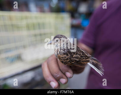 Colorful cages for sale at the bird market in Yogyakarta, Java, Indonesia. Stock Photo