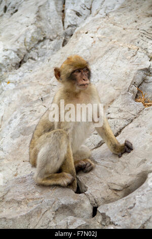 free Funny monkey in Gibraltar Stock Photo