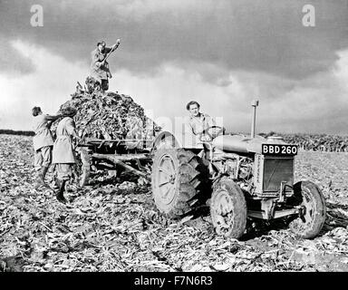 Fordson tractor with members of the British Women's Land Army, doing farm labour during World War II Stock Photo