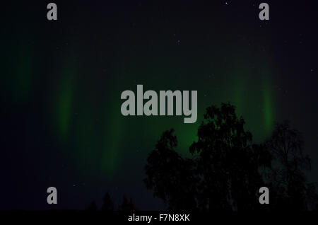 aurora borealis dancing on the night sky behind trees in autumn Stock Photo