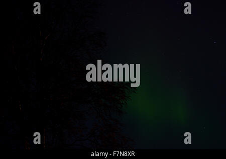aurora borealis dancing on the night sky behind trees in autumn Stock Photo