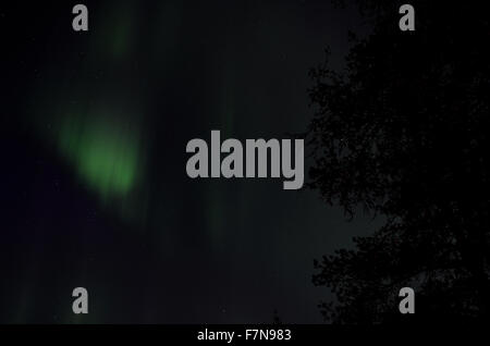 aurora borealis dancing on the night sky behind trees in autumn Stock Photo