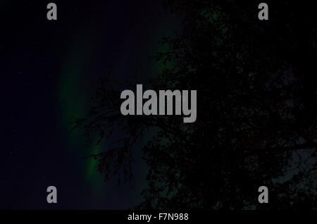 aurora borealis dancing on the night sky behind trees in autumn Stock Photo