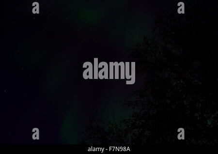 aurora borealis dancing on the night sky behind trees in autumn Stock Photo