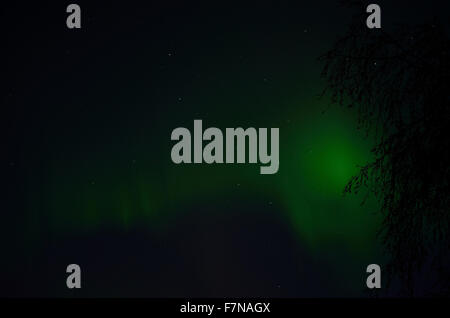 aurora borealis dancing on the night sky behind trees in autumn Stock Photo