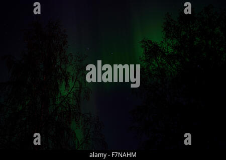 aurora borealis dancing on the night sky behind trees in autumn Stock Photo