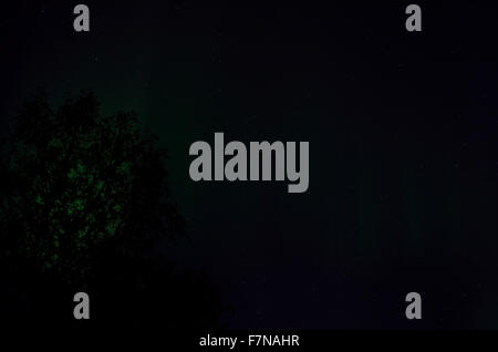aurora borealis dancing on the night sky behind trees in autumn Stock Photo