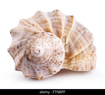 Sea shell isolated on a white background. Clipping Path Stock Photo
