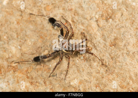 Portia albimana, NCBS, Bangalore, India Stock Photo