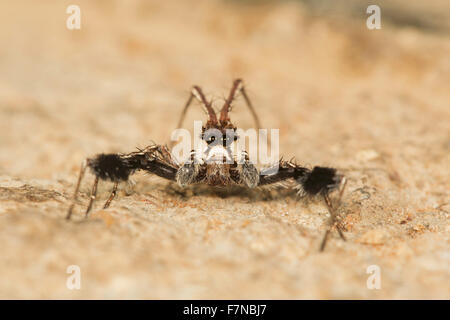 Jumping spider, Portia albimana, NCBS, Bangalore, India Stock Photo