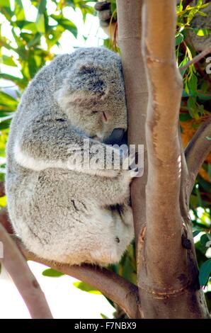 A cute adorable adult koala bear sleeping while sitting on a branch and resting its head on a tree. The Phascolarctos cinereus i Stock Photo
