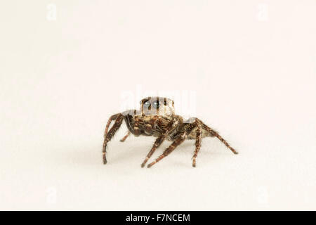 Jumping spider, NCBS, Bangalore, India Stock Photo