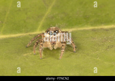 Jumping spider, NCBS, Bangalore, India Stock Photo