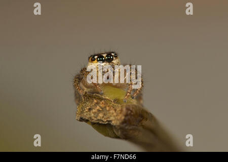 Jumping spider, NCBS, Bangalore, India Stock Photo