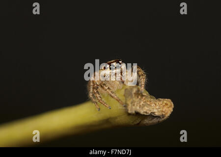 Jumping spider, NCBS, Bangalore, India Stock Photo