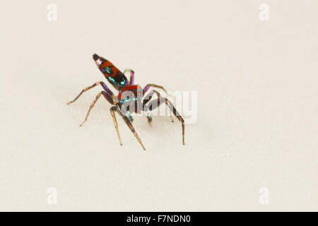 A colourful jumping spider. Chrysilla sp. NCBS, Bangalore, India Stock Photo