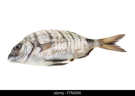 Raw Tilapia studio macro shoot Stock Photo