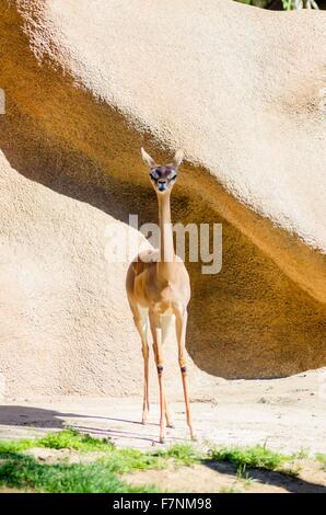 A portrait view of a long necked southern generuk also known as waller 's gazelle and giraffe necked antelop. A wild animal dist Stock Photo