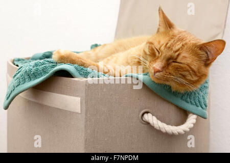 Cat sleeping in basket Stock Photo
