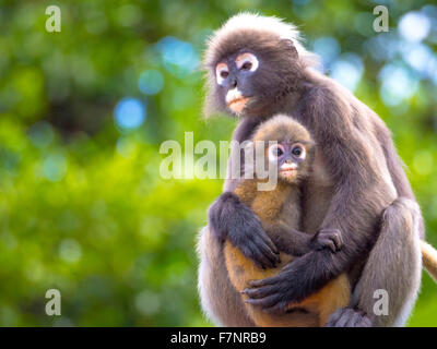 Dusky Leaf Monkey (Trachypithecus obscurus) adult, feeding on leaves,  sitting on branch (captive) - SuperStock