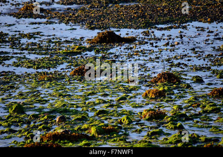 small bird wandering on algae covered sea shore Stock Photo