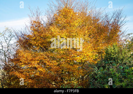 Autumn leaves shed first from topmost branches of a small beech tree Stock Photo