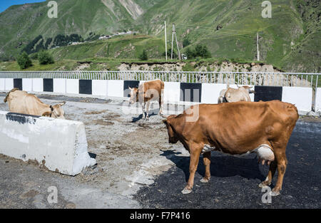 cows on Georgian Military Road, historic route through Caucasus Mountains from Georgia to Russia Stock Photo