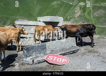 cows on Georgian Military Road, historic route through Caucasus Mountains from Georgia to Russia Stock Photo